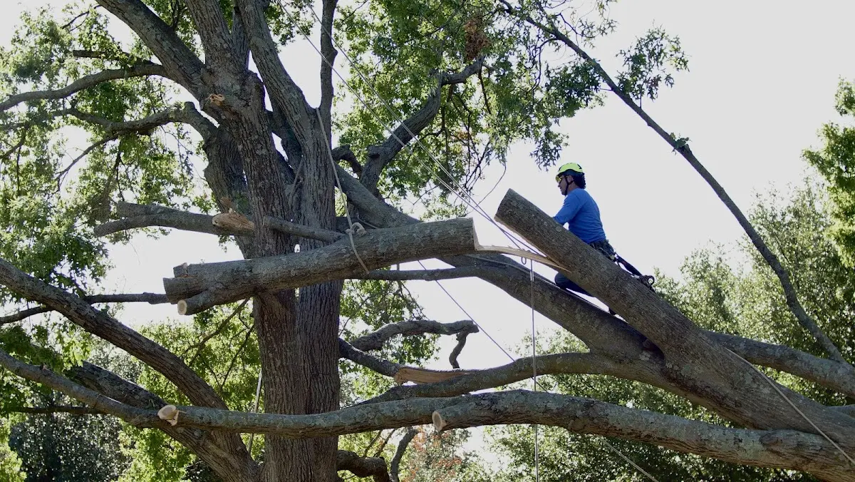 Professional Crown Thinning performed by certified arborists in Brookfield
